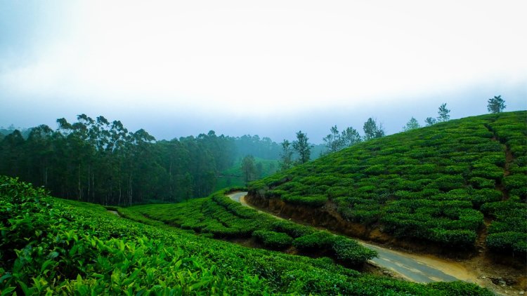 Evergreen Kerala Tour Package – 4 Nights | 5 Days