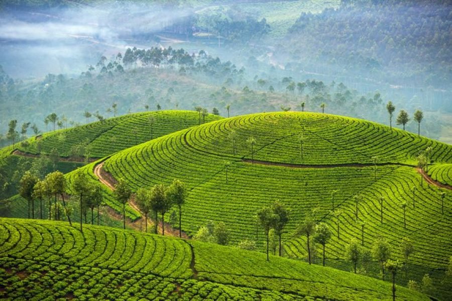 Munnar Getaway – 4 Days Tour