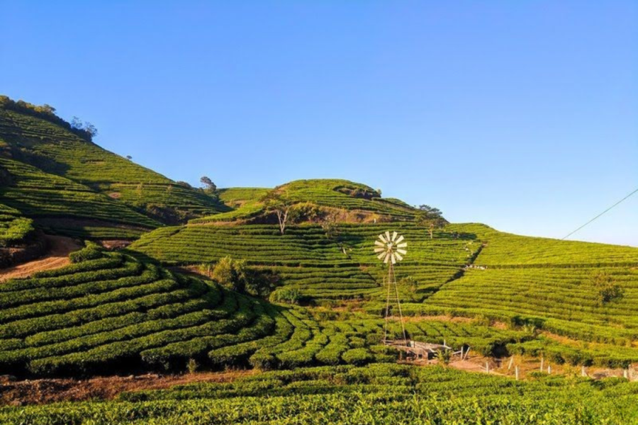 Kerala Hills & Harmony – 5 Nights / 6 Days (Ex Kochi)