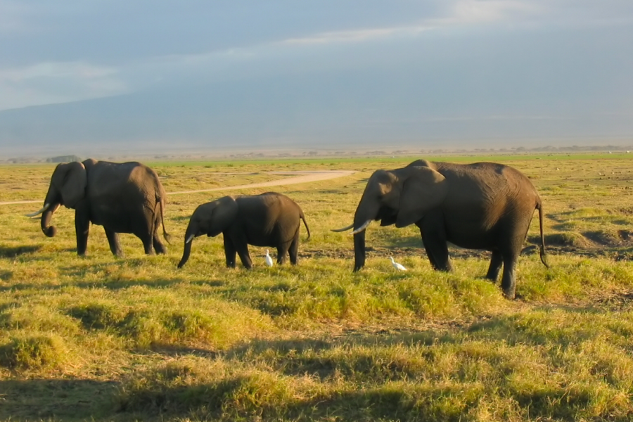 6 Nights / 7 Days Kenya Road Safari with Aberdares