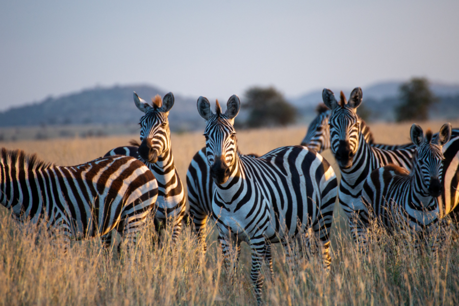 Kenyan Highlights Safari – 6 Days / 5 Nights