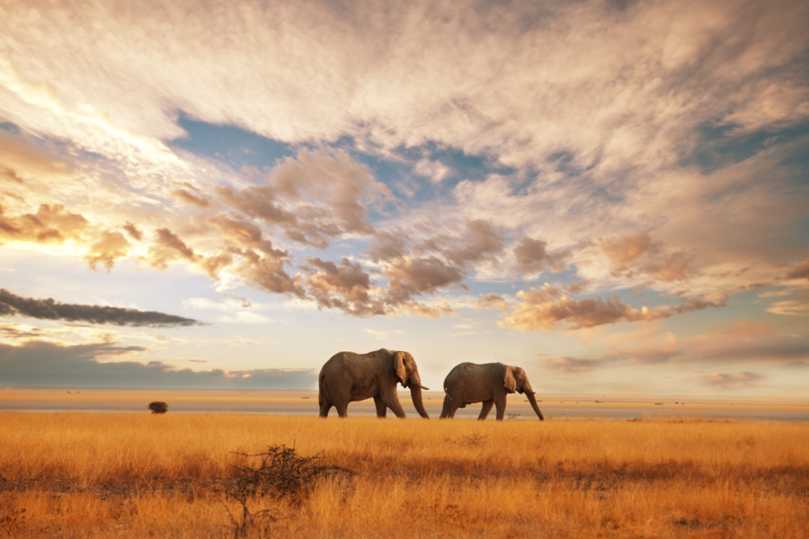 11-Night Wonders of Kenya with Zanzibar Island – 12 Days / 11 Nights